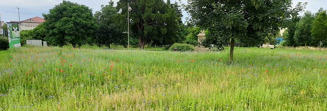 Nahrung für "Biene Maja, Willy" und Co (Foto: Karl-Heinz Herrmann) Nahrung für "Biene Maja, Willy" und Co (Foto: Karl-Heinz Herrmann)