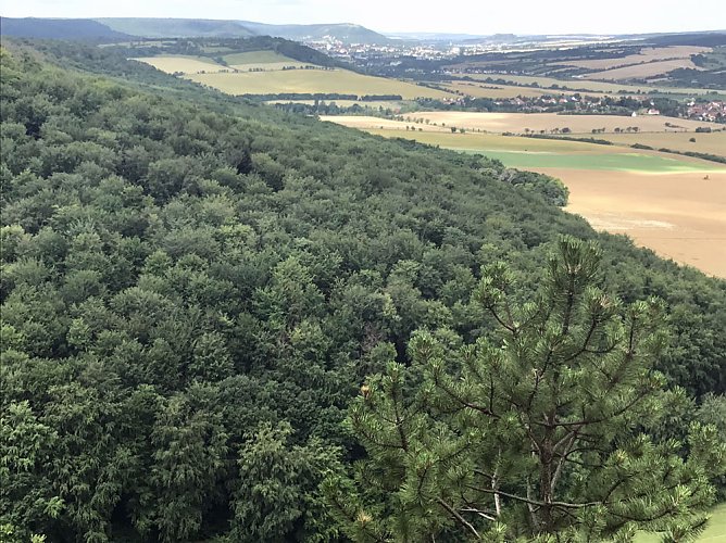 Blick von der Hainleite bei G&ouml;llingen  ins Wippertal nach Sondershausen (Foto: Verein  Statt Urwald � Kulturwald am Possen und Hainleite e.V.)