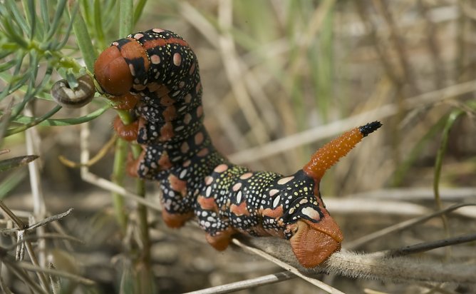 Raupe des Wolfsmilchschwärmers (Foto: Thomas Stephan) Raupe des Wolfsmilchschwärmers (Foto: Thomas Stephan)