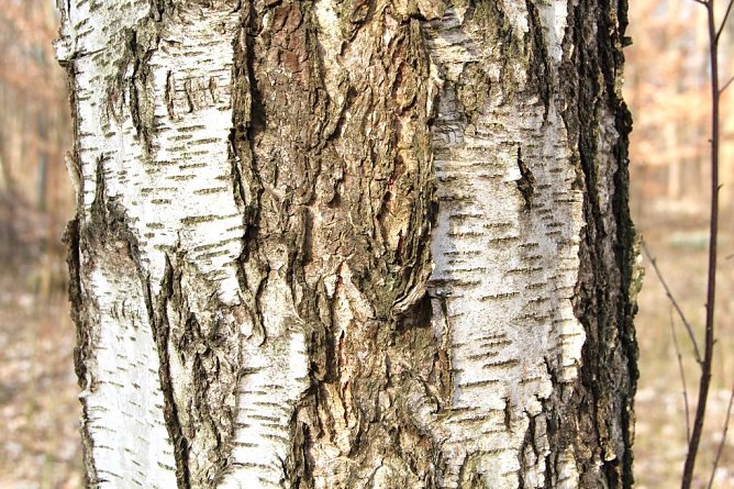 Mit ihrer silbrig-wei&szlig;en Rinde sch&uuml;tzt sich die Birke wirkungsvoll vor Sonnenbrand (Foto: Th&uuml;ringenForst, Dr. Horst Spro&szlig;mann)