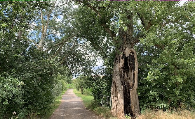 Windl&uuml;cke (Foto: oas)