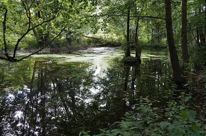 Tanzteich am Mühlberg (Foto: BUND) Tanzteich am Mühlberg (Foto: BUND)