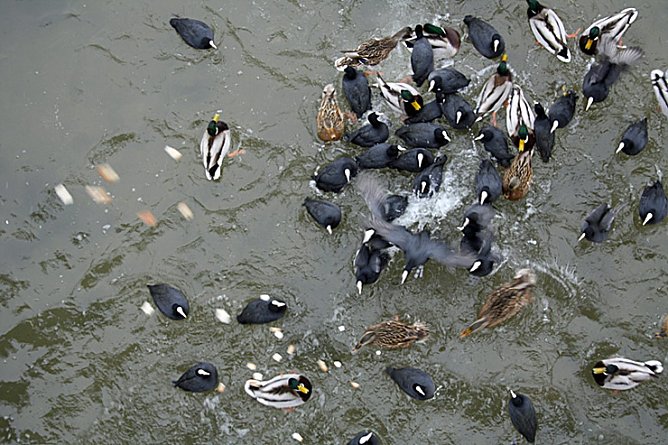 Entenf&uuml;tterung (Foto: Hans-J&uuml;rgen Schmidt)