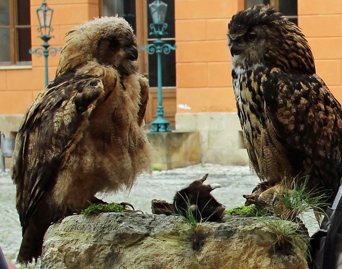 Uhus für das Schlossmuseum (Foto: Karl-Heinz Herrmann) Uhus für das Schlossmuseum (Foto: Karl-Heinz Herrmann)