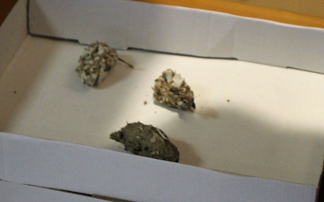 Uhus für das Schlossmuseum (Foto: Karl-Heinz Herrmann) Uhus für das Schlossmuseum (Foto: Karl-Heinz Herrmann)