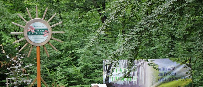 Blutbuchenk&ouml;nigin bleibt l&auml;nger im Amt (Foto: Karl-Heinz Herrmann)