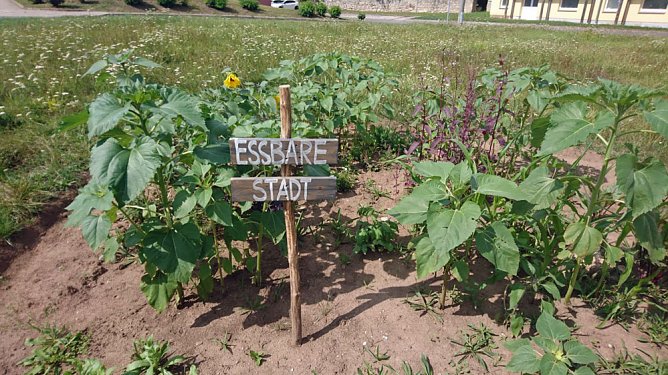 Gärtnern und Ernten für alle! (Foto: Judith Blinzler & Katrin Sieber) Gärtnern und Ernten für alle! (Foto: Judith Blinzler & Katrin Sieber)