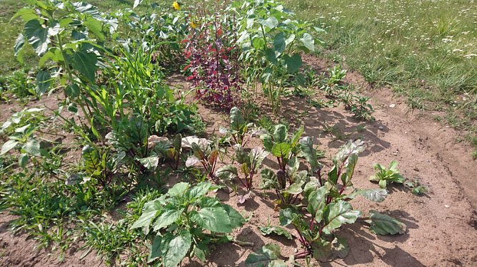 Gärtnern und Ernten für alle! (Foto: Judith Blinzler & Katrin Sieber) Gärtnern und Ernten für alle! (Foto: Judith Blinzler & Katrin Sieber)
