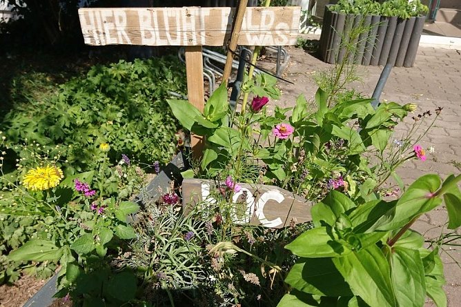 Es bl&uuml;ht im Wohngebiet! (Foto: HOC)