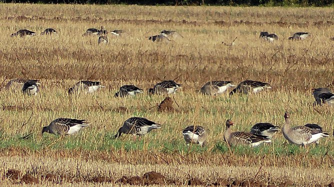Wildg&auml;nse am Stausee Kelbra (Foto: U.Reinboth)