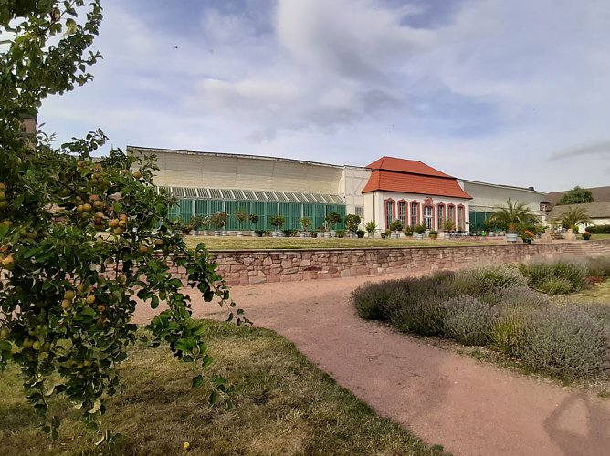 1. Tomatentag in Bendeleben (Foto: Verein)