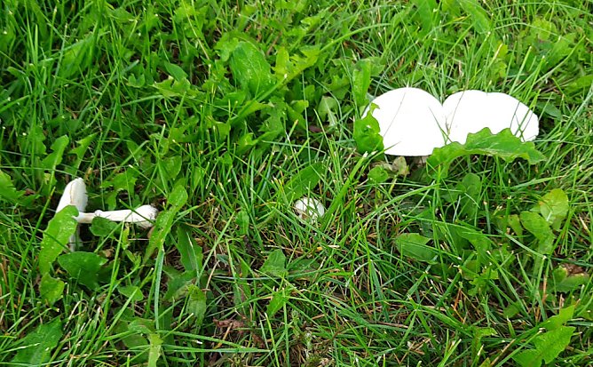 Dies und das aus Sondershausen (Foto: Karl-Heinz Herrmann)