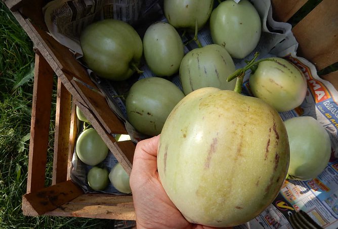 Wohlschmeckende Fr&uuml;chte (Foto: A.Zeidler)