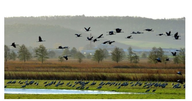 Kranichf&uuml;hrungen vormerken (Foto: Naturparkverwaltung)