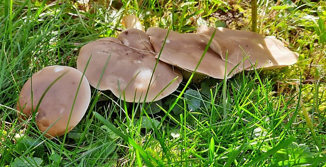 Pilze &uuml;ber Pilze (Foto: Karl-Heinz Herrmann)