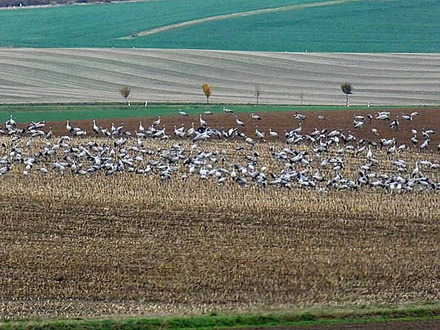 Baustelle und Kraniche (Foto: Monique Schwabe) Baustelle und Kraniche (Foto: Monique Schwabe)