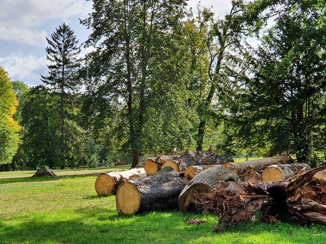 Baumverluste durch Trockenheit in historischen G&auml;rten (Foto: Stiftung Th&uuml;ringer Schl&ouml;sser und G&auml;rten)