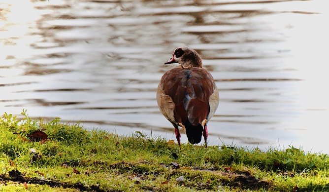 Nilgans am Parkteich - Schloss Sondershausen (Foto: emw)
