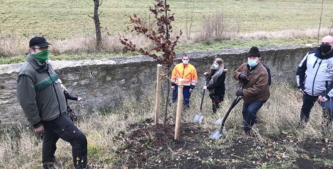 Blutbuchen f&uuml;r Schlossgarten (Foto: privat)