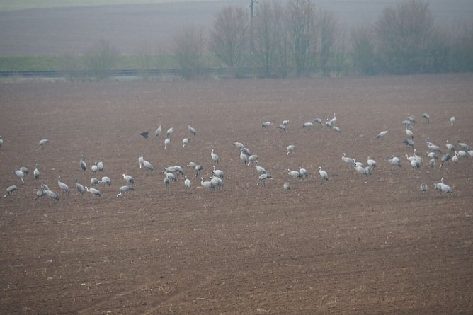 Kraniche im Nebel (Foto: J&uuml;rgen Friedling)