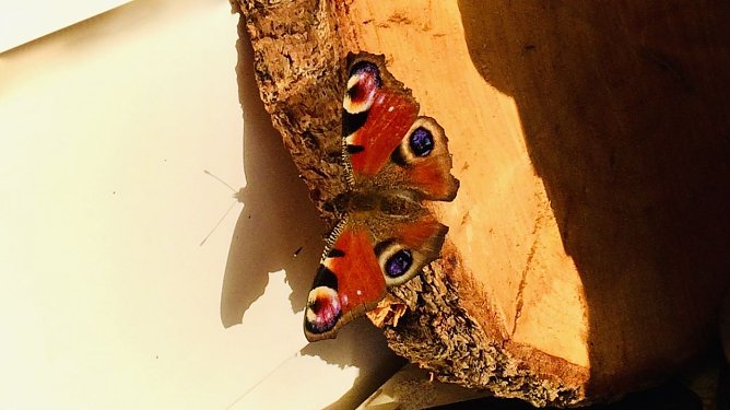 &Uuml;berlebensk&uuml;nstler im Dezember (Foto: Ilse Rosemarie M&ouml;ller)