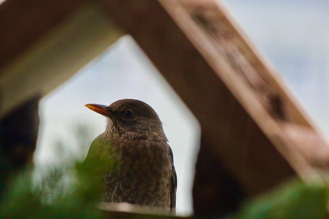 Dauerhaftes Winterquartier (Foto: Eva Maria Wiegand)