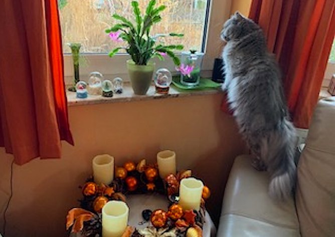 Wo bleibt der Schnee? (Foto: Christa Manck) Wo bleibt der Schnee? (Foto: Christa Manck)