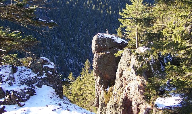 Rohstoff Holz (Foto: Th&uuml;ringen Forst)