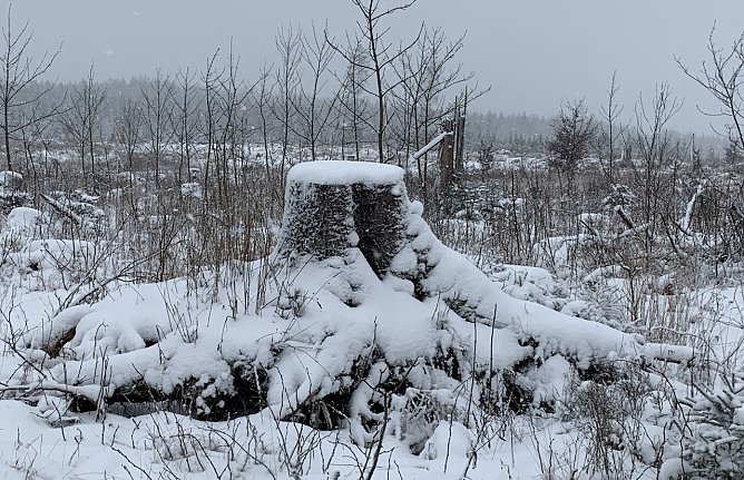 Abgeholztes Waldst&uuml;ck im harz (Foto: oas)