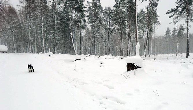Winterwetter heute bei Sophienhof (Foto: W. Jörgens) Winterwetter heute bei Sophienhof (Foto: W. Jörgens)