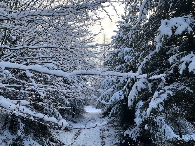Im Winterwald bei Sophienhof (Foto: oas)