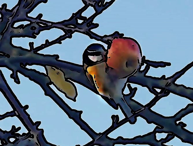 Blaumeise am Apfelbaum (Foto: S.Staubitz) Blaumeise am Apfelbaum (Foto: S.Staubitz)