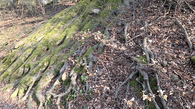 Urwüchsiger Wald in der Hohen Schrecke (Foto: nnz-Archiv) Urwüchsiger Wald in der Hohen Schrecke (Foto: nnz-Archiv)