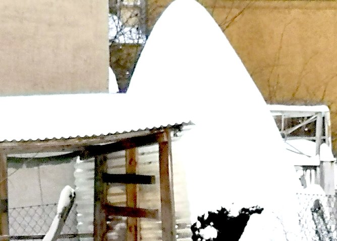 Zuckerhut-Fichte (Foto: T. Leipold aus Sondershausen) Zuckerhut-Fichte (Foto: T. Leipold aus Sondershausen)