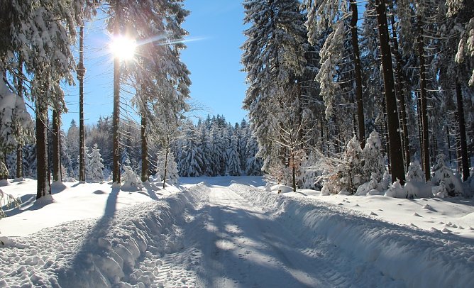 Wald in Not? (Foto: ThürinhgenForst Dr. Horst Sproßmann) Wald in Not? (Foto: ThürinhgenForst Dr. Horst Sproßmann)