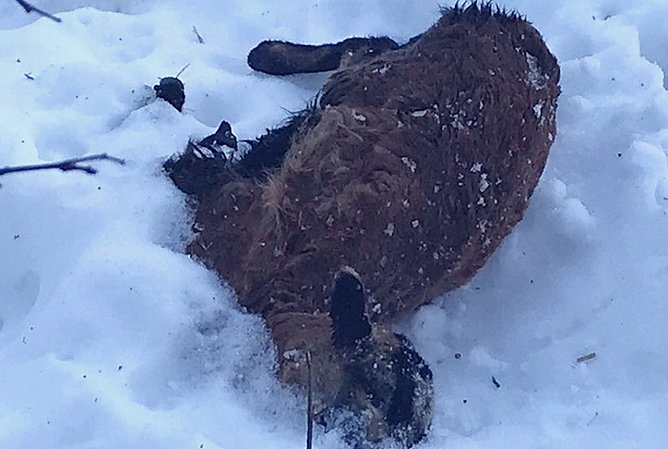 Verendetes Lamm (Foto: privat)