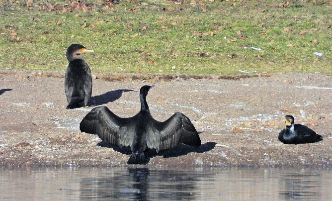 Ausflüge am Kiesschacht (Foto: P.Blei) Ausflüge am Kiesschacht (Foto: P.Blei)
