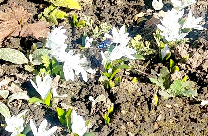 Insekten um Fr&uuml;hling (Foto: Herr Leipold aus Sondershausen)