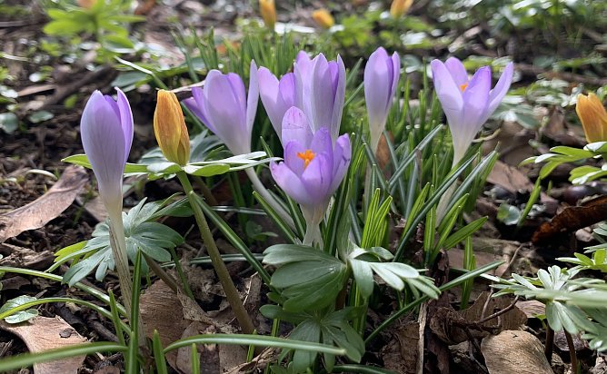 Frühlingsgruß im Förstemannpark (Foto: oas) Frühlingsgruß im Förstemannpark (Foto: oas)