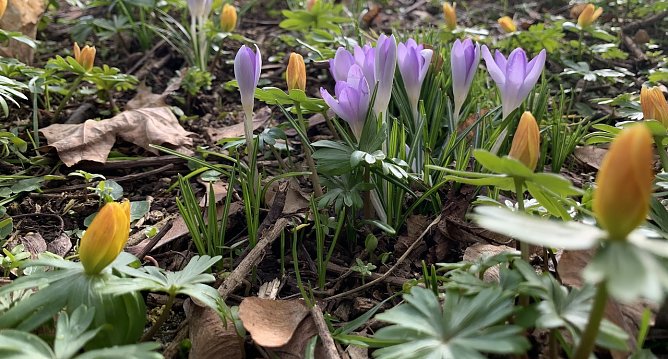 Frühlingsboten im park (Foto: oas) Frühlingsboten im park (Foto: oas)