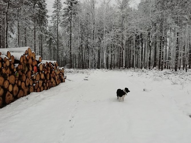 Hoch oben bei Sophienhof hat V&auml;terchen Frost das Wettergeschehen noch fest im Griff (Foto: W. J&ouml;rgens)