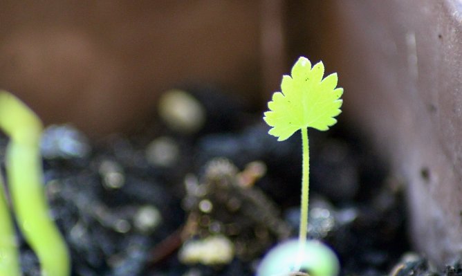 Fr&uuml;hlingserwachen im Blumenkasten (Foto: Eva Maria Wiegand)