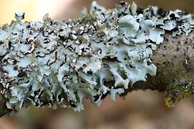 Afrikanische Grausch&uuml;sselflechte (Foto: Th&uuml;ringen Forst)