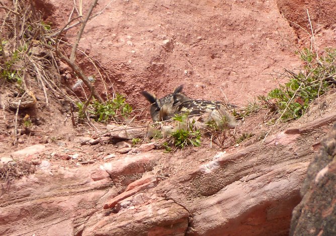 Uhu in der Steilwand (Foto: Gerfried Klammer)