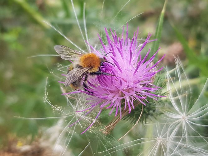 Eine Ackerhummel fleißig an einer Distelblüte (Foto: Landschaftspflegeverband Südharz/Kyffhäuser) Eine Ackerhummel fleißig an einer Distelblüte (Foto: Landschaftspflegeverband Südharz/Kyffhäuser)