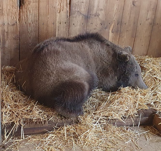 Neuzugang am Hexentanzplatz: ein zwei Jahre alter Jungbär (Foto: Ronny Große) Neuzugang am Hexentanzplatz: ein zwei Jahre alter Jungbär (Foto: Ronny Große)