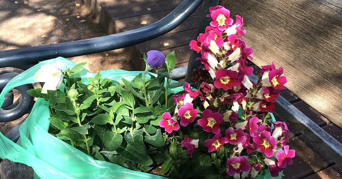 Freude an sch&ouml;nen Pflanzen (Foto: Symbolbild-Eva Maria Wiegand)