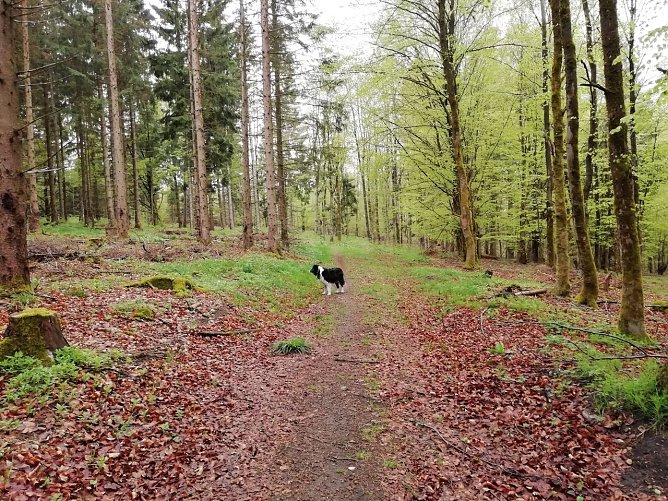Es gr&uuml;nt so gr&uuml;n auf Sophienhofs H&ouml;hen (Foto: W. J&ouml;rgens)