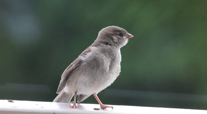Wer piept denn da? (Foto: Eva Maria Wiegand) Wer piept denn da? (Foto: Eva Maria Wiegand)