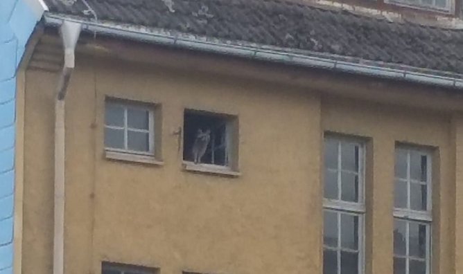 Waschb&auml;r in der ehemaligen Sch&uuml;rzenfabrik (Foto: P. Steiner)